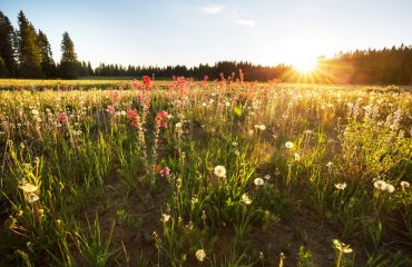 Spotlight on AI This Earth Day: ‘AI Is Fundamentally Incompatible With Environmental Sustainability’