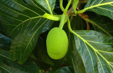 Está IA es mejor que tú eligiendo el aguacate perfecto