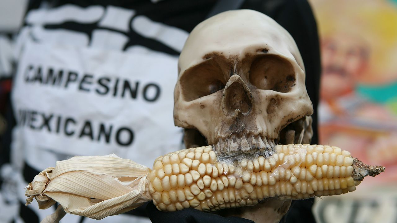 El eslabón invisible que impide resolver la crisis del maíz en México